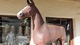 Horse - 